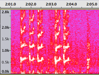 Spectrogram of sea lion barks & grunt