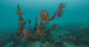 Underwater view of multiple Kelp Crabs near the Bush Point Hydrophone location