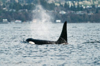 orca near seattle in the surface